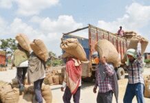 पूर्वी उत्तर प्रदेश में पहली नवंबर से होगी धान की खरीद