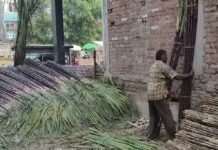 लोक आस्था का महापर्व : छठ पर बाजारों में बढ़ी गन्नों की डिमांड, खुश हुए गन्ना किसान