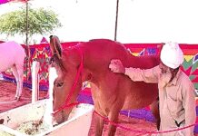 1 करोड़ की ‘नगीना’ बनी अंतरराष्ट्रीय पुष्कर मेले का आकर्षण, कद-काठी और सुंदरता से जीता सैलानियों का दिल