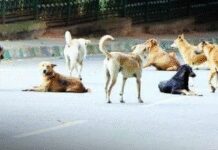 ग्रेटर नोएडा : आवारा कुत्तों का आतंक फिर बढ़ा, महागुन माइवुड्स सोसायटी में रेजिडेंट पर हमला