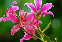 रक्त को शुद्ध करने समेत कई औषधि गुणों से भरपूर कचनार के फूल, कई समस्याओं से दिलाता है निजात