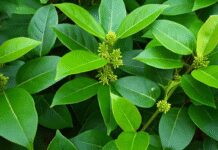 गुड़मार : डायबिटीज के मरीजों के लिए चमत्कारी जड़ी-बूटी, मीठे की क्रेविंग को भी करे कंट्रोल