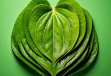 मानसिक तनाव को भी कम करता है पान का पत्ता, कई रोगों में है लाभकारी